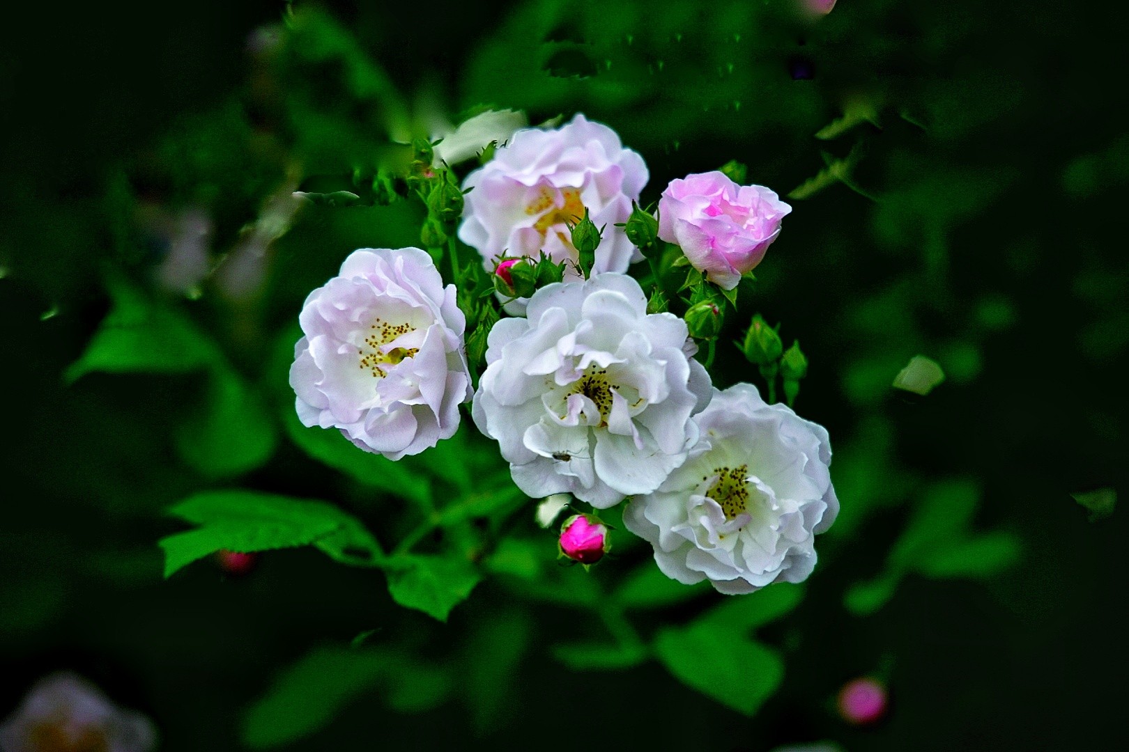 090424at58j11cyrccornl.jpg